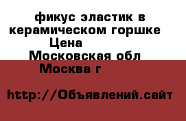 фикус эластик в керамическом горшке › Цена ­ 1 000 - Московская обл., Москва г.  »    